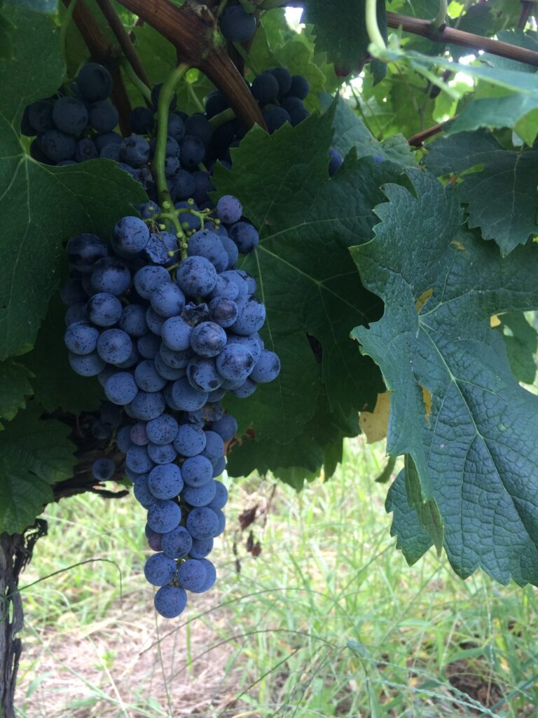 vigneron ardeche grappe raisin syrah