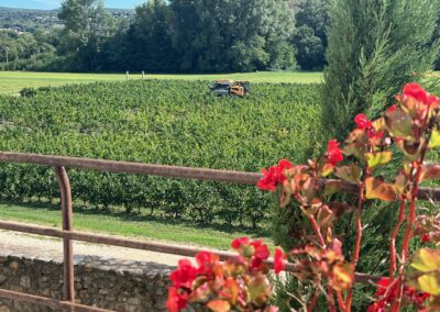Le Temps des Vendanges